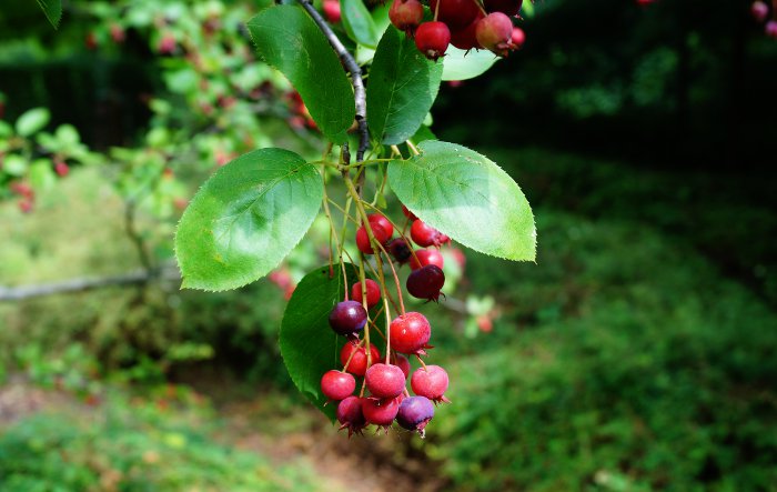 Echte Felsenbirne (Amelanchier rotundifolia) – Produktbild, heimische Wildpflanze, Gehölze, naturnaher Garten